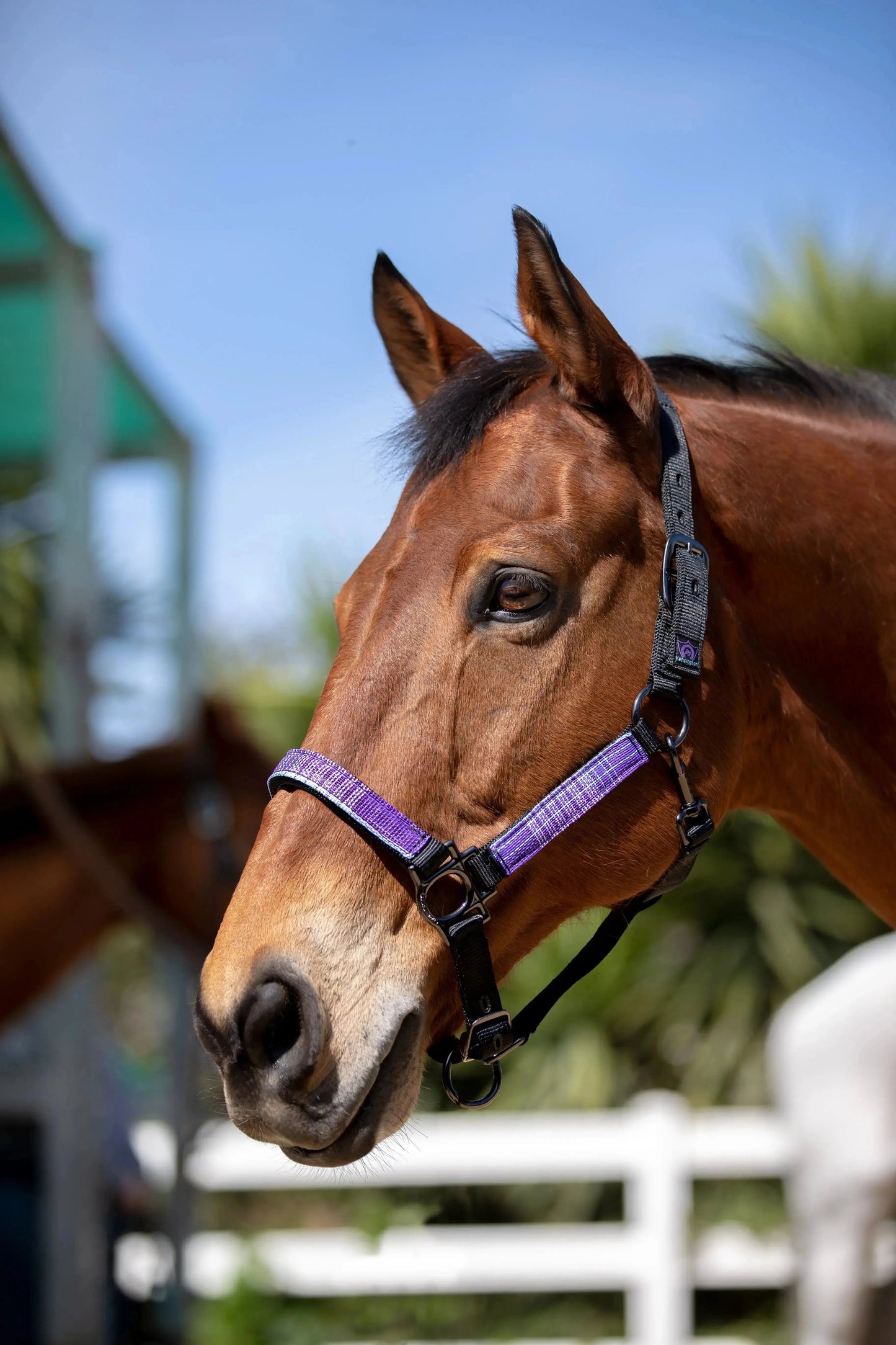 Reflective Nylon Halter with Textliene - Riders Choice Supply Co