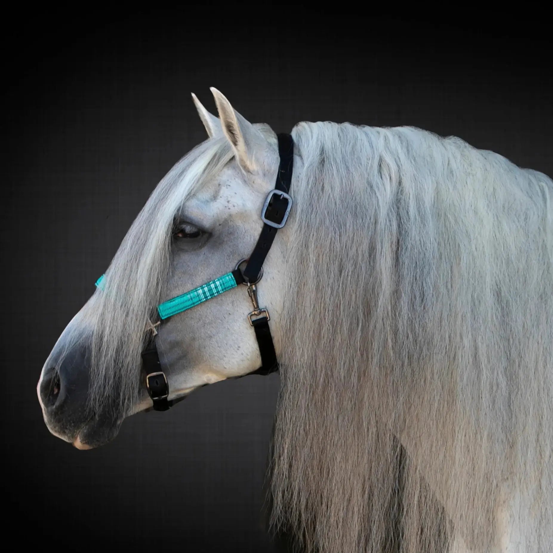 Reflective Nylon Halter with Textliene - Riders Choice Supply Co