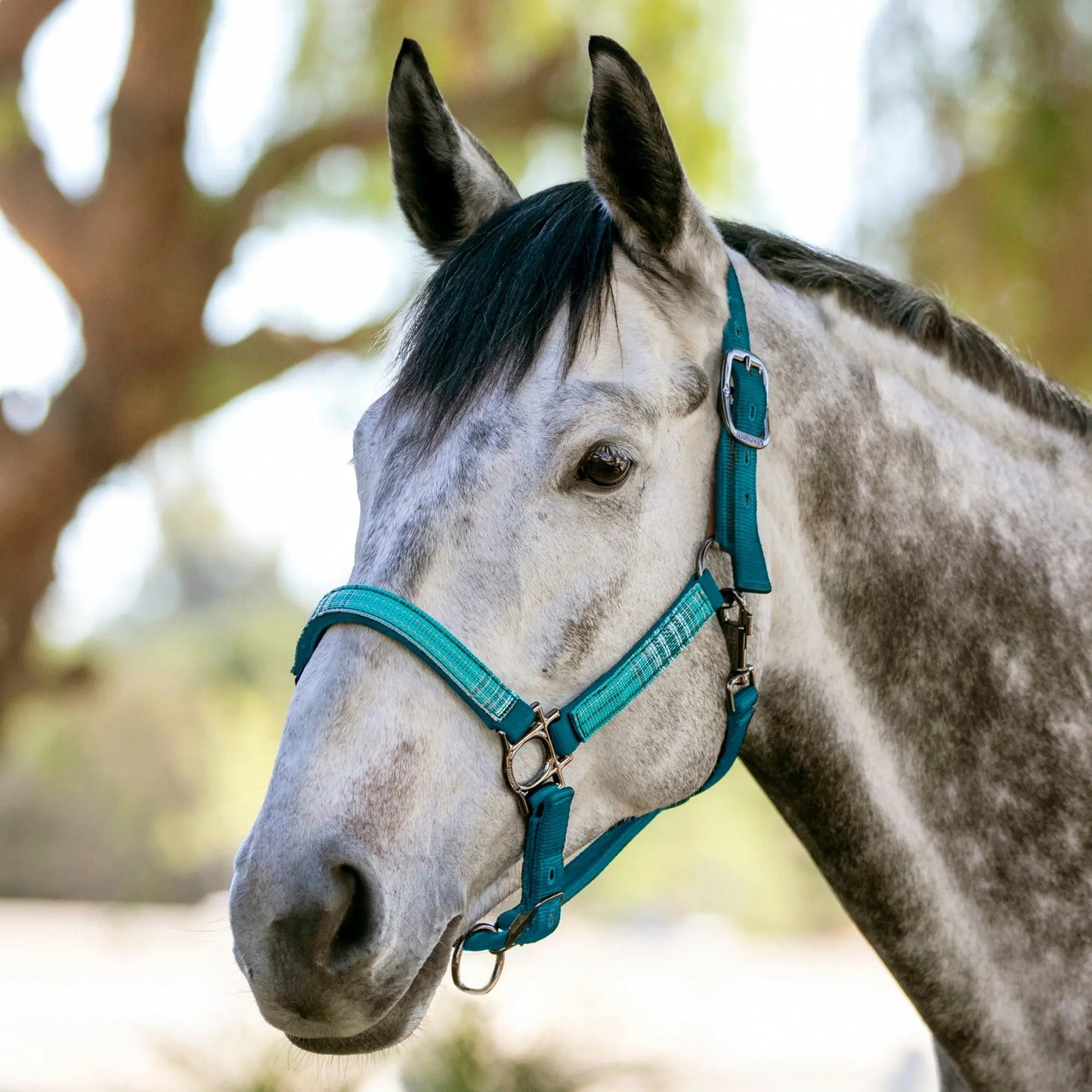Reflective Nylon Halter with Textliene - Riders Choice Supply Co