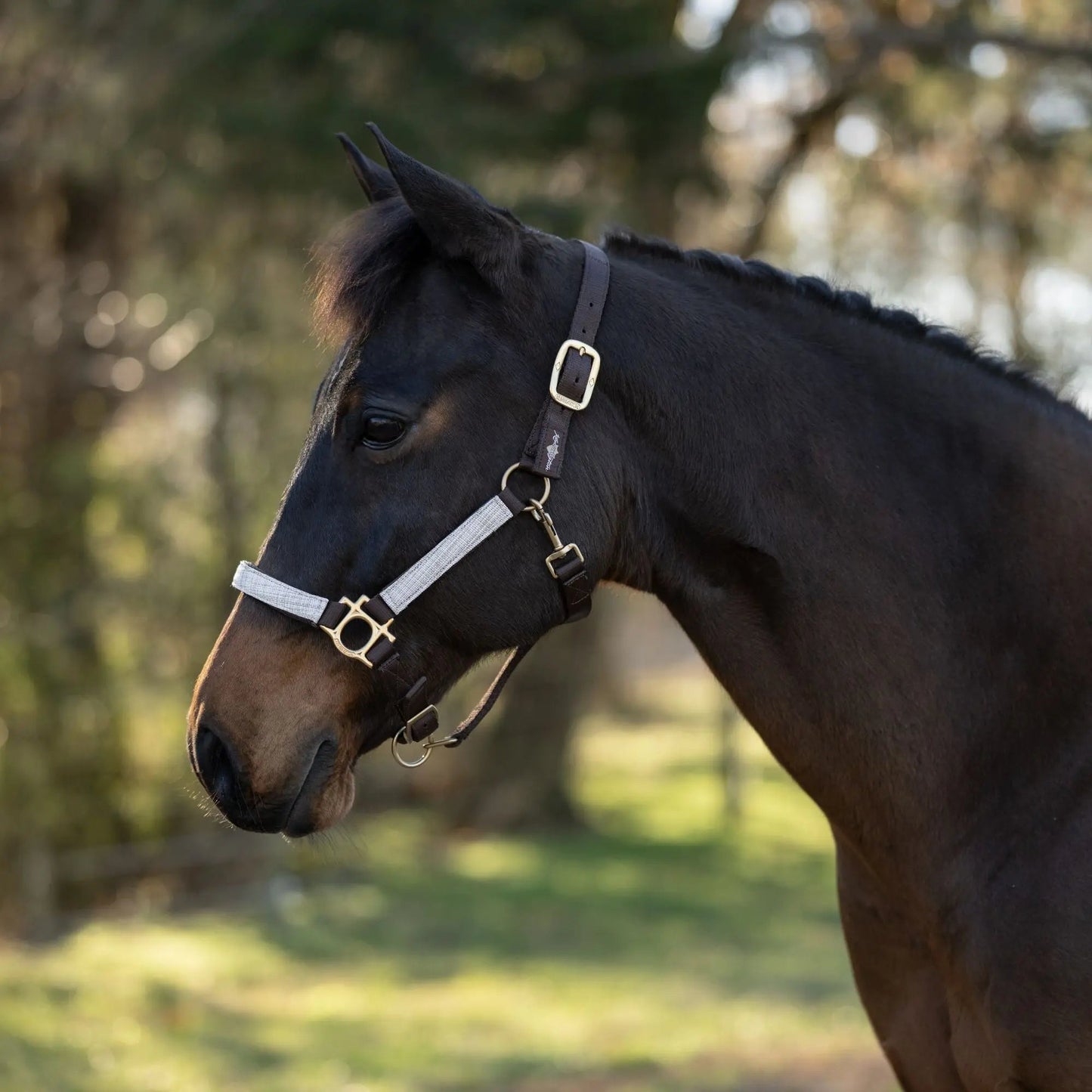 Reflective Nylon Halter with Textliene - Riders Choice Supply Co