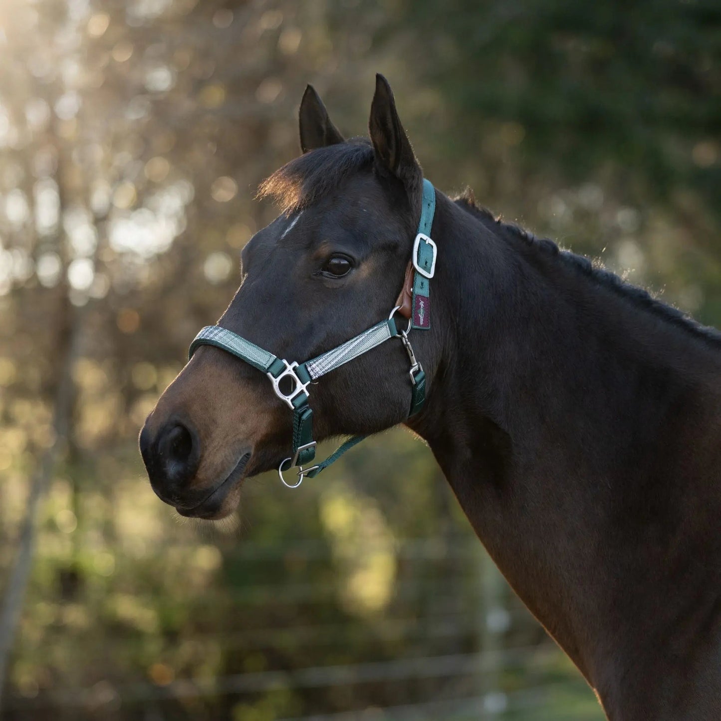 Reflective Breakaway Nylon Halter with Textliene - Riders Choice Supply Co