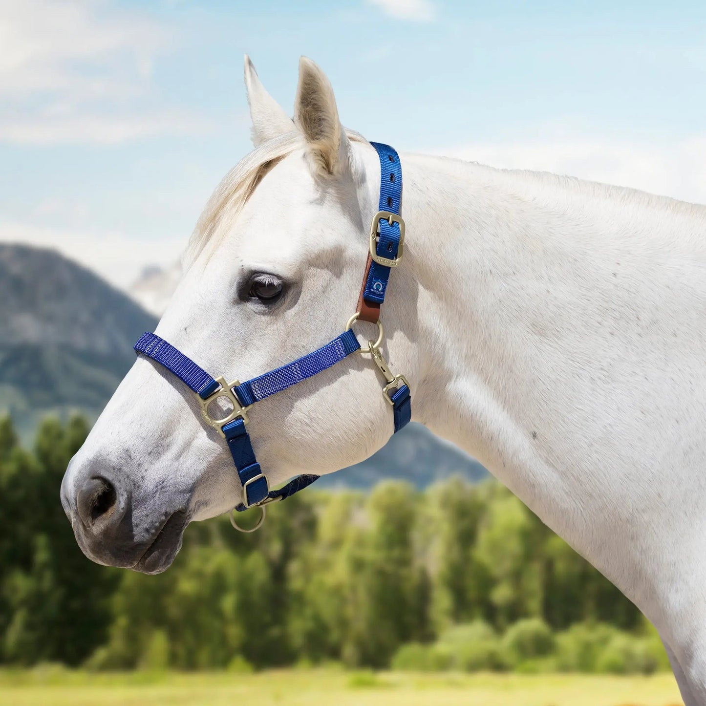Reflective Breakaway Nylon Halter with Textliene - Riders Choice Supply Co