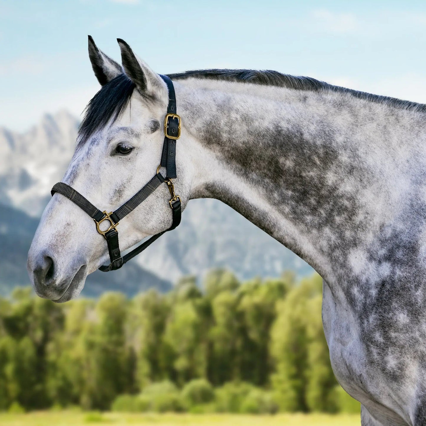 Reflective Nylon Halter with Textliene - Riders Choice Supply Co