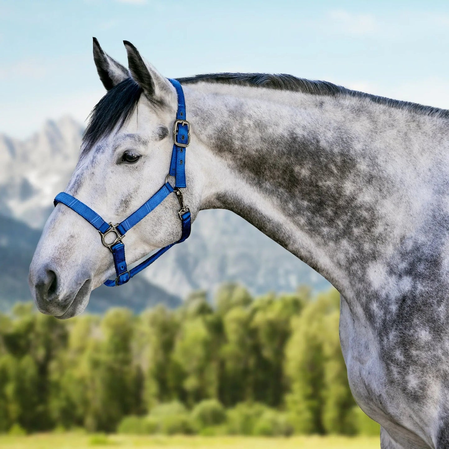 Reflective Nylon Halter with Textliene - Riders Choice Supply Co