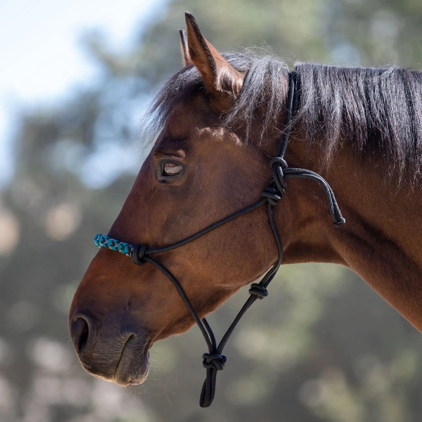 Clinician Training Rope Halter with Braided Nose - Riders Choice Supply Co