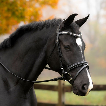KL Select Black Oak Magnolia Bridle