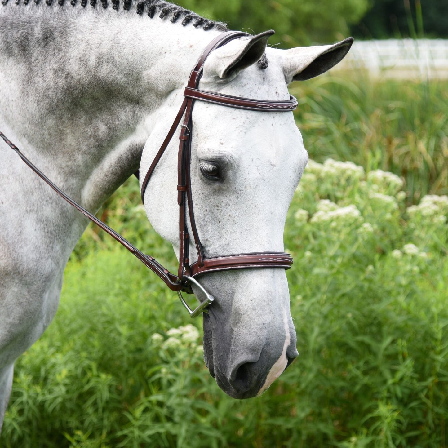 KL Select Middleburg Bridle