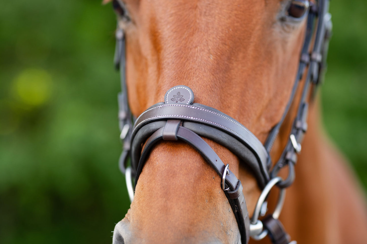 KL Select Black Oak Dogwood Bridle