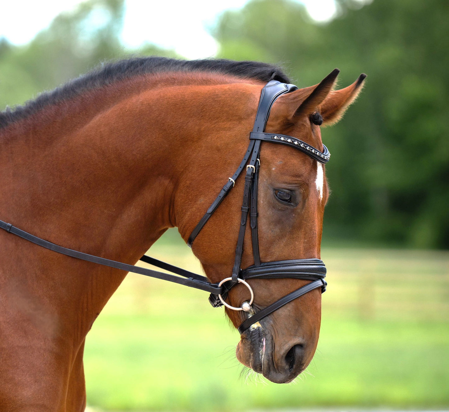 KL Select Red Barn Olympian Bridle