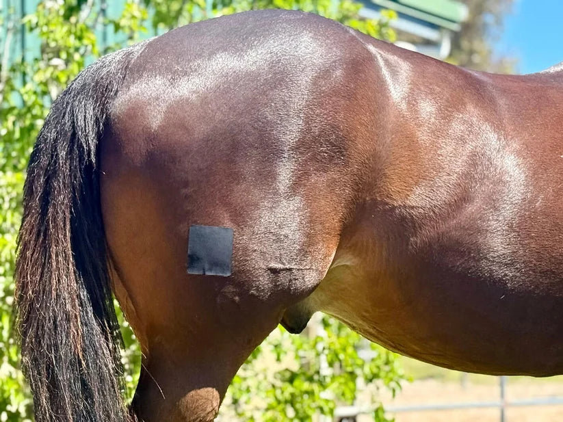 Equi-Fixt Adhesive Kit