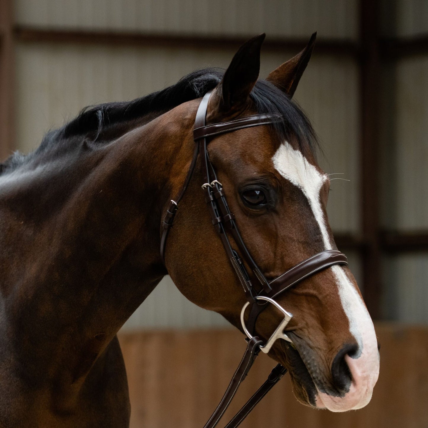 KL Select Black Oak Poppy Bridle