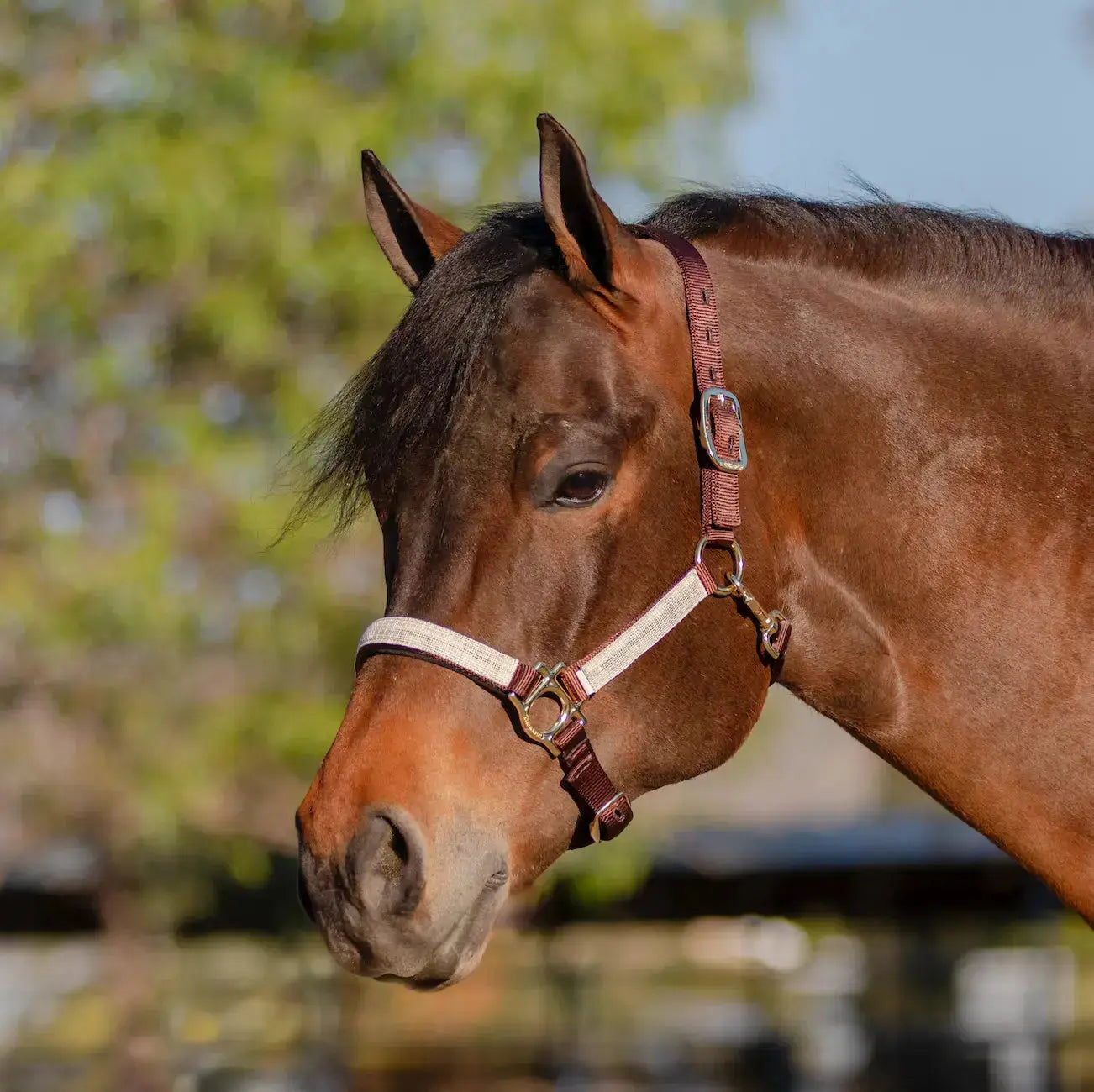 Reflective Nylon Halter with Textliene - Riders Choice Supply Co