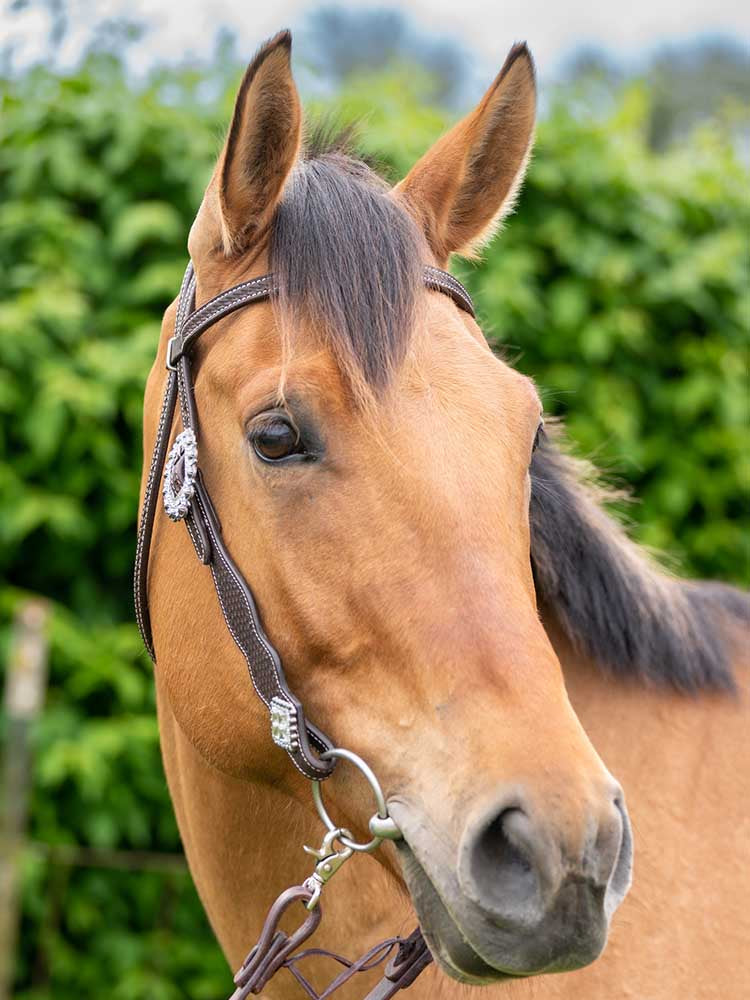 Bristol with Bling Headstall