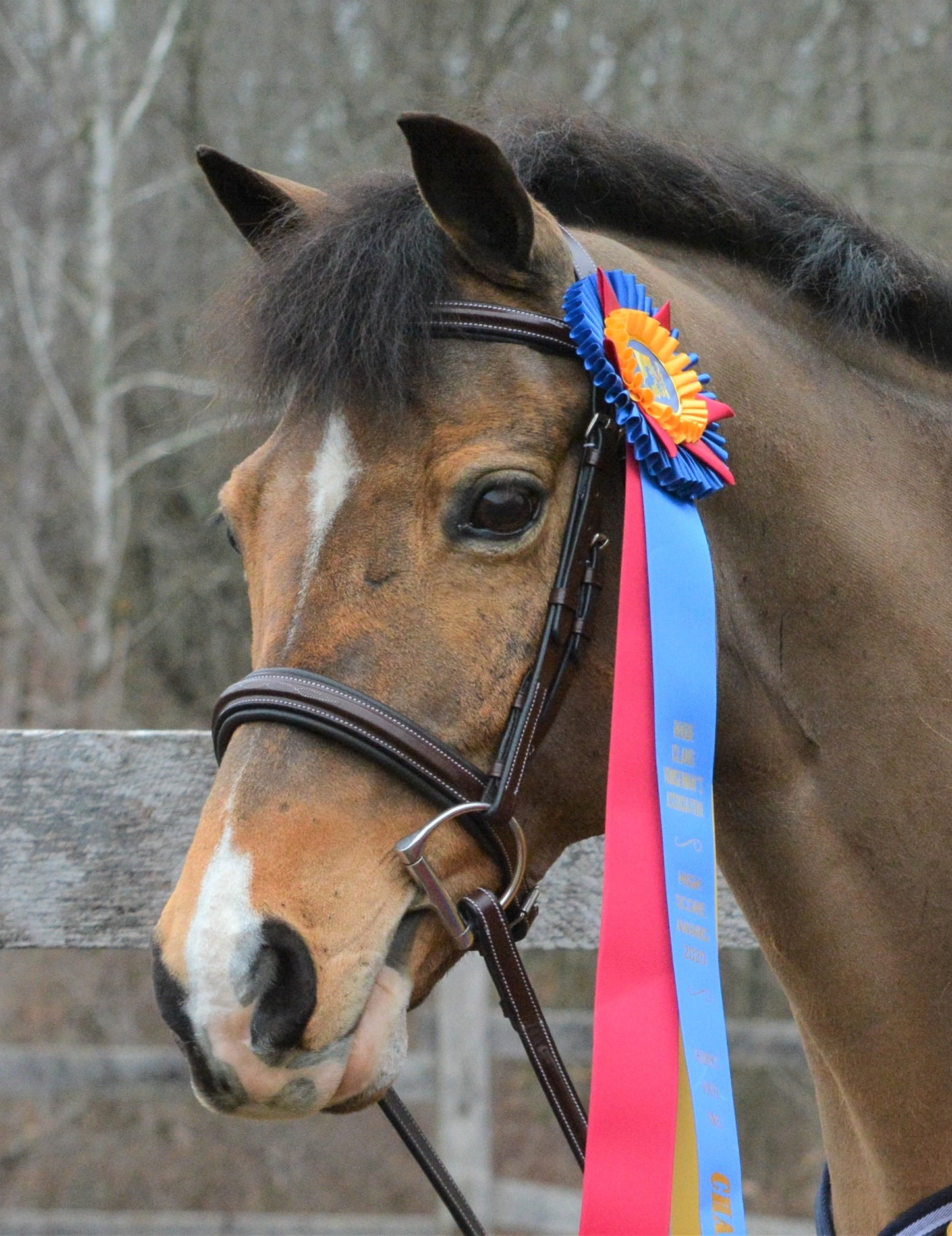 KL Select Black Oak Laurel Bridle