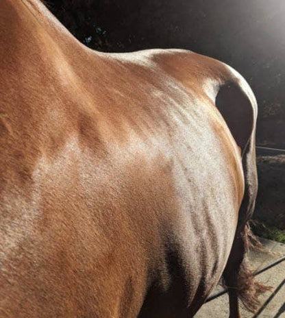 Shiny. A Mane & Tail Conditioner (4 oz., 8 oz., 28 oz.) - Riders Choice Supply Co