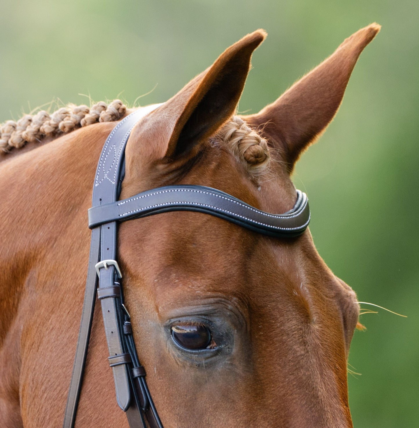 KL Select Black Oak Dogwood Bridle