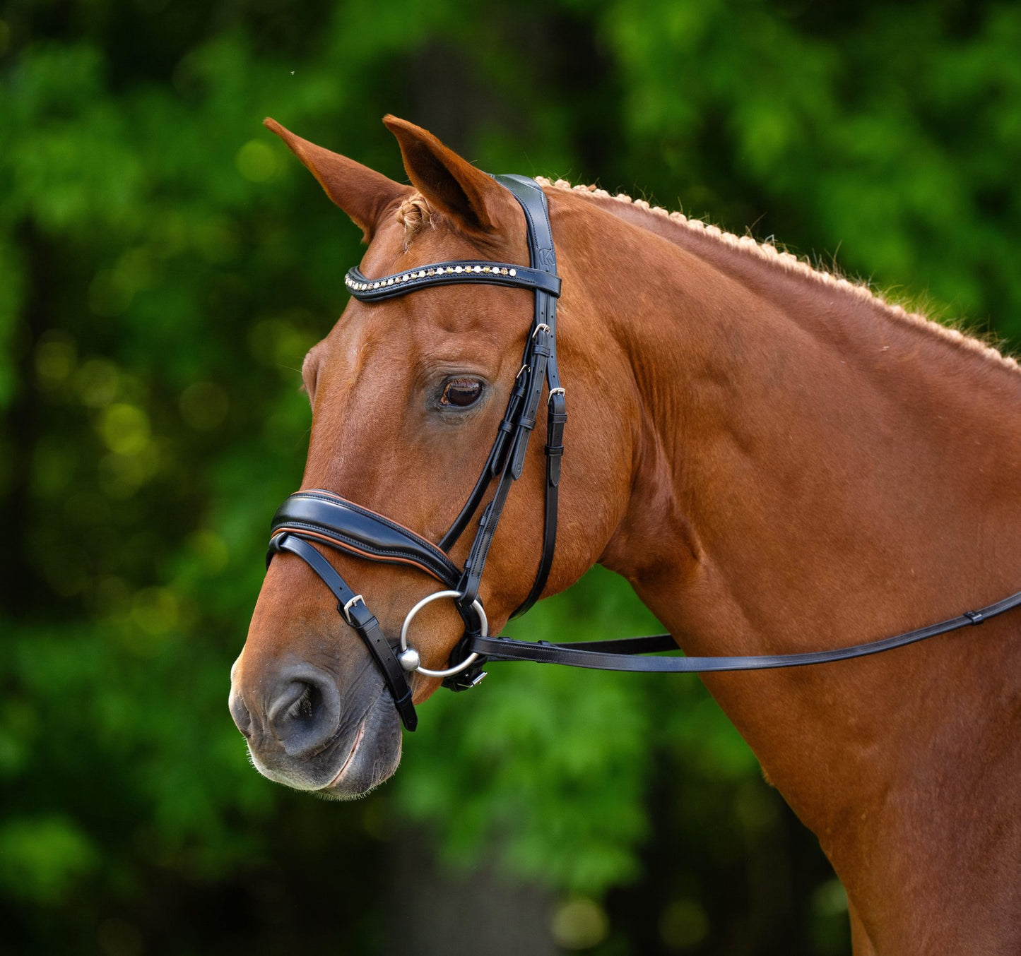 KL Select Elite Bridle