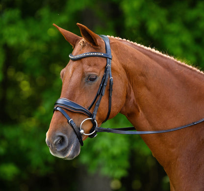 KL Select Elite Bridle