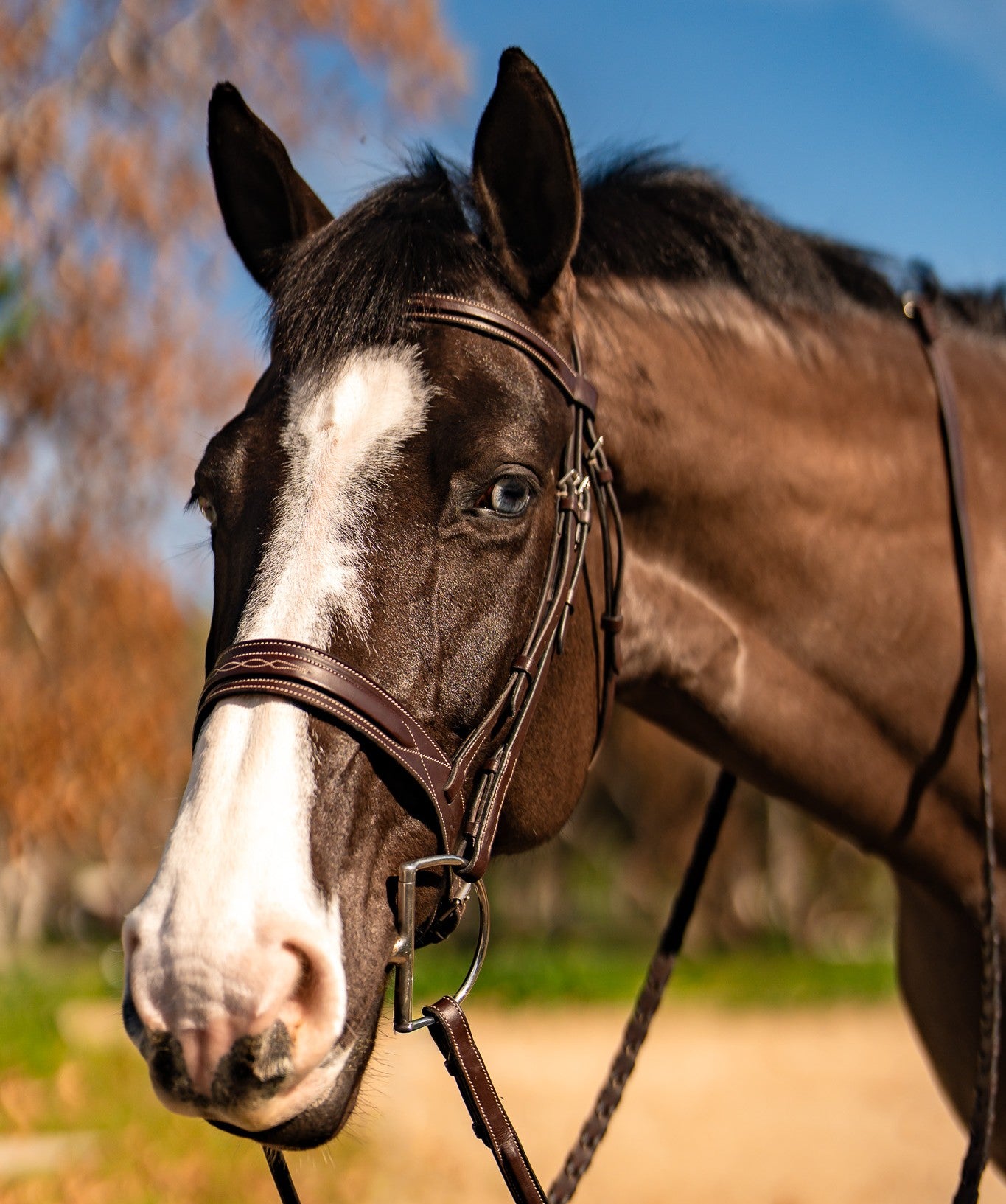 KL Select Red Barn Hudson Bridle
