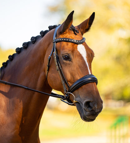 KL Select Red Barn Olympian Bridle
