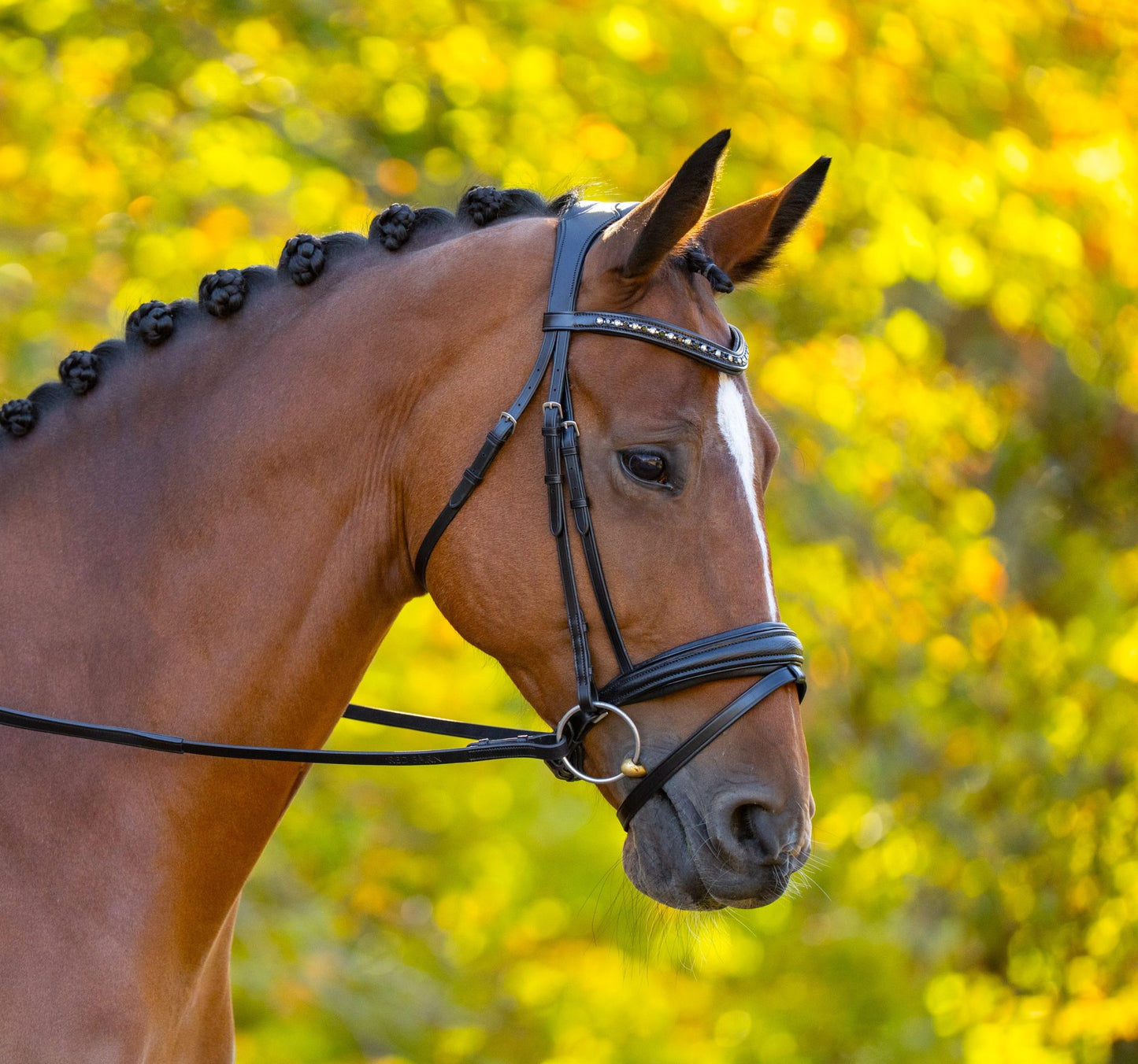 KL Select Red Barn Olympian Bridle