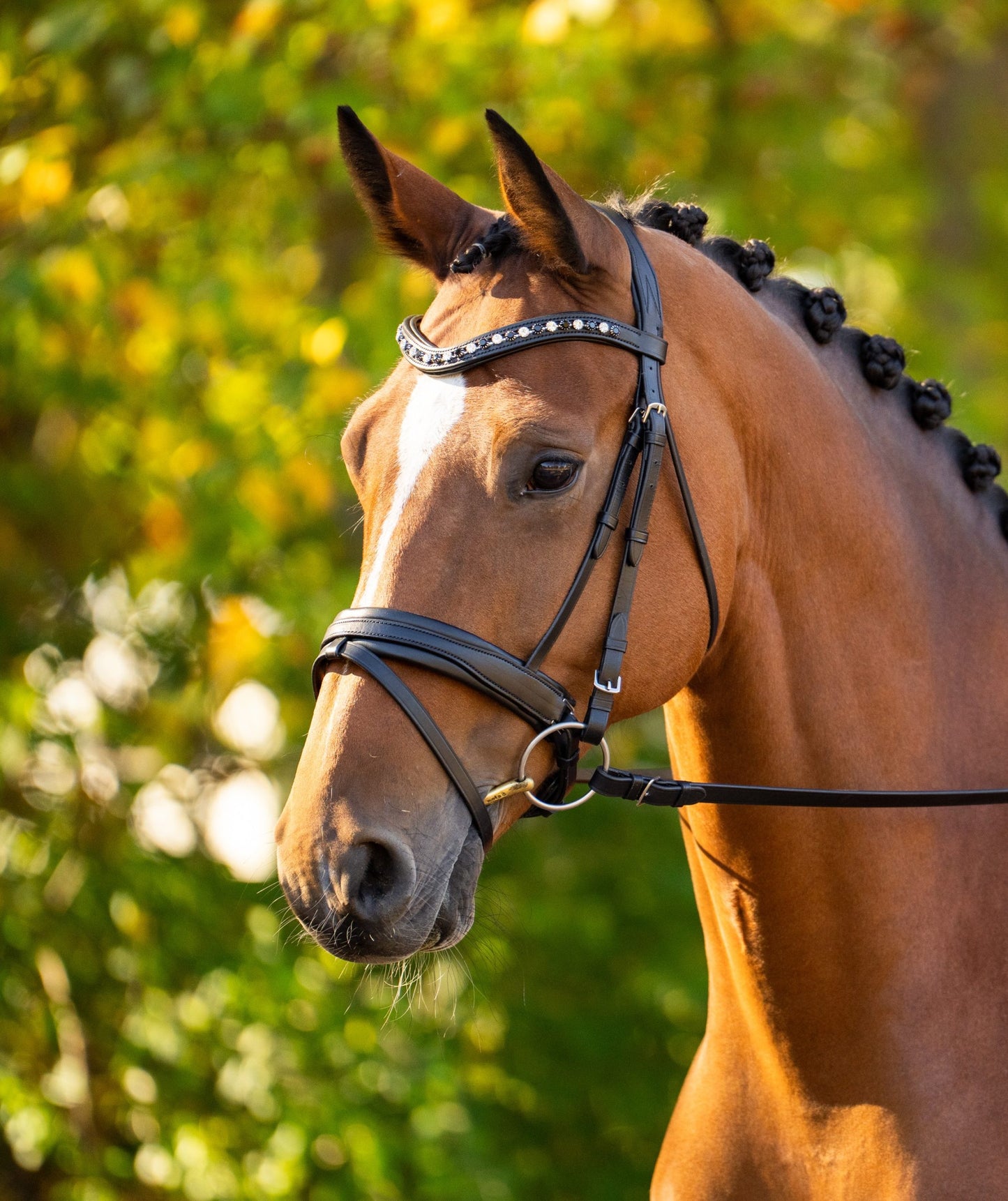 KL Select Black Oak Daphne Bridle