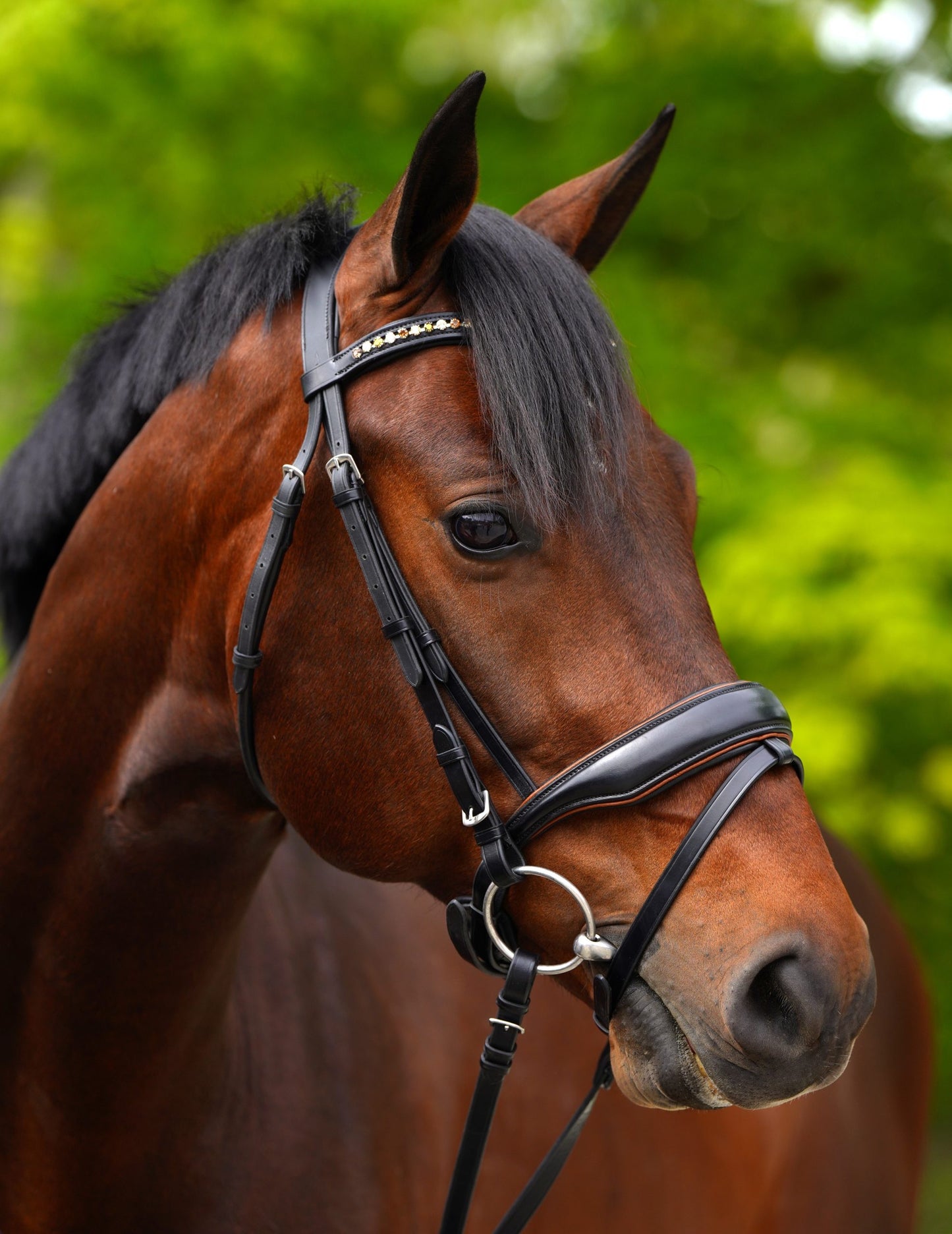 KL Select Elite Bridle