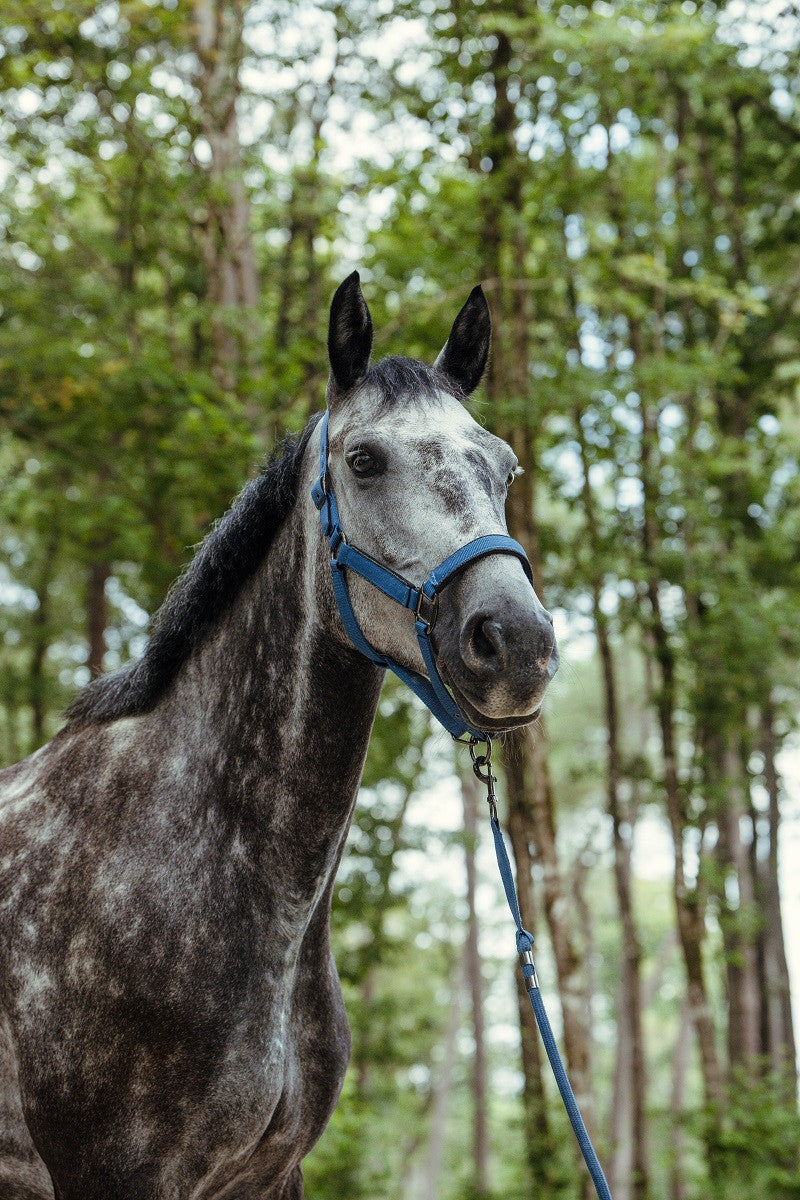 Hansey Horse Halter with Lead Rope - Riders Choice Supply Co