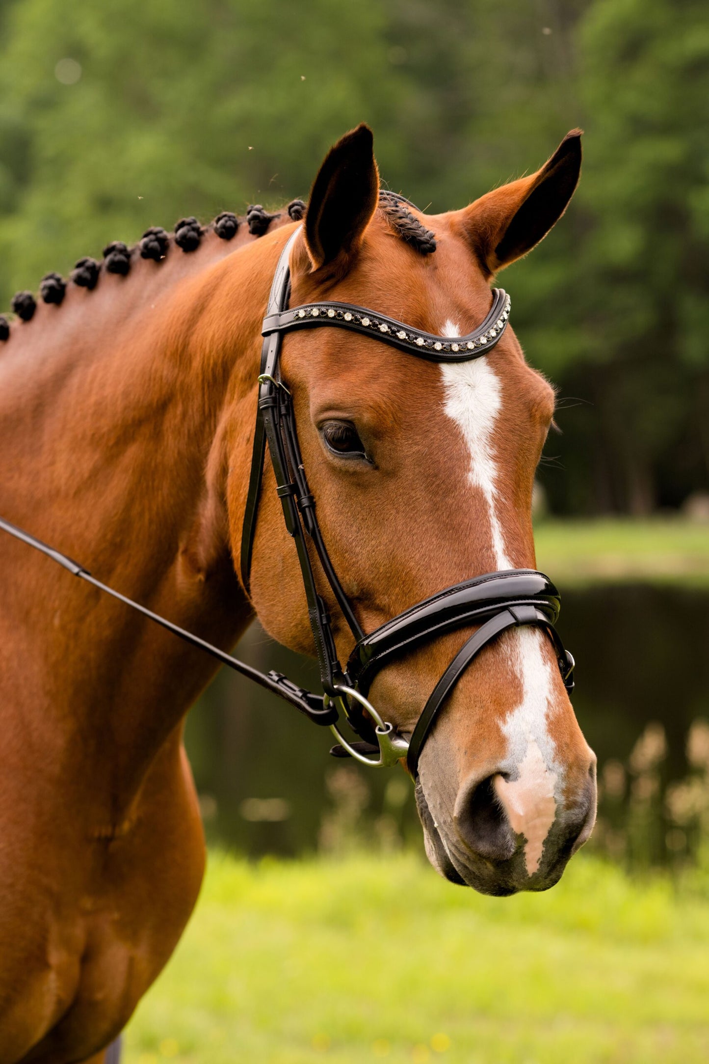 KL Select Red Barn Stride Bridle